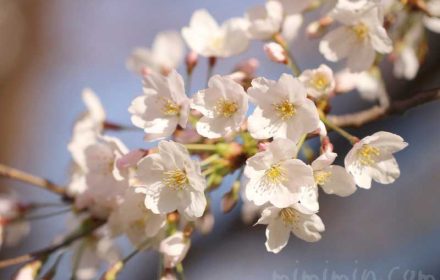 六本木ヒルズの桜｜ 毛利庭園のソメイヨシノの画像
