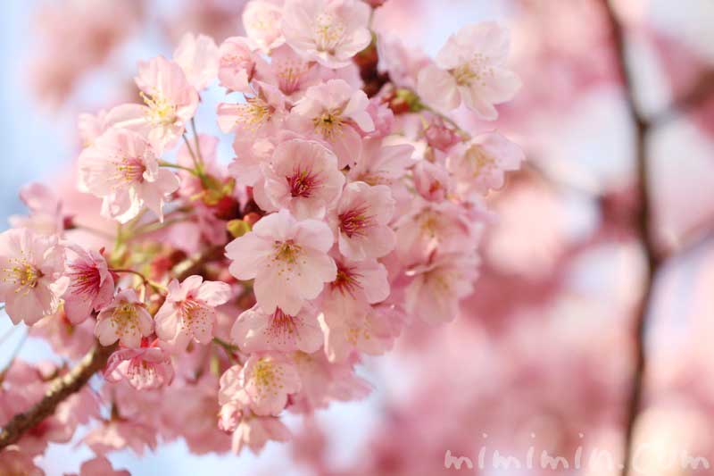陽光桜の写真 花言葉（六本木ヒルズ 毛利庭園の桜）