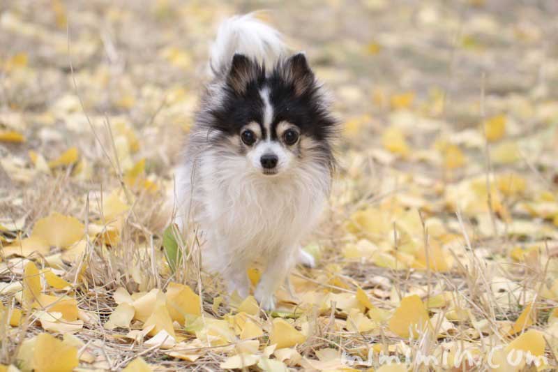 老犬（チワワ）の画像