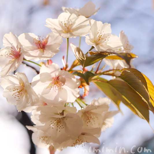 ソメイヨシノの写真と寿命と繁殖方法と桜の花言葉と誕生花