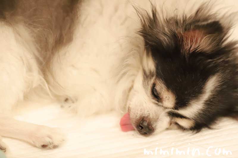 犬の寝顔の写真・ベロ出しの写真