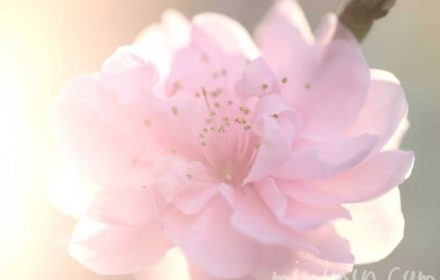 ハナモモの写真・花言葉・桃の効能の画像