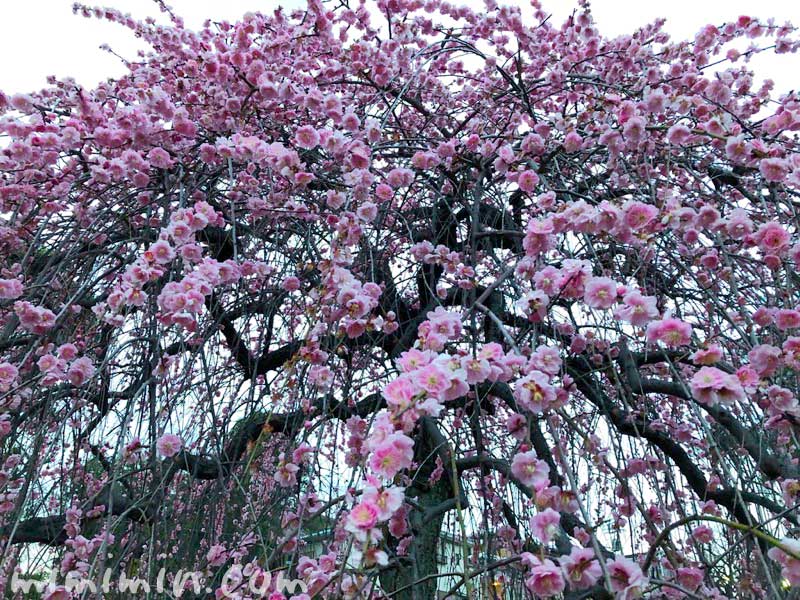 大倉山公園の梅林のしだれ梅の写真
