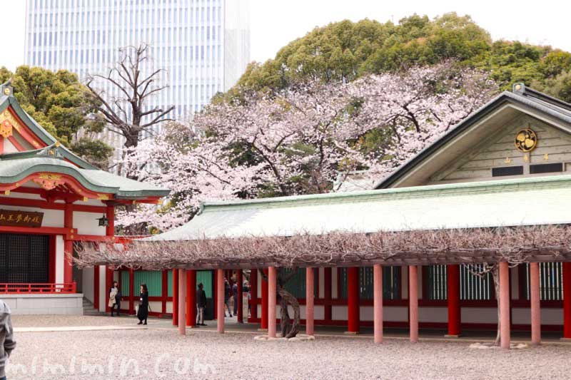 桜の花｜日枝神社（ひえじんじゃ）の画像