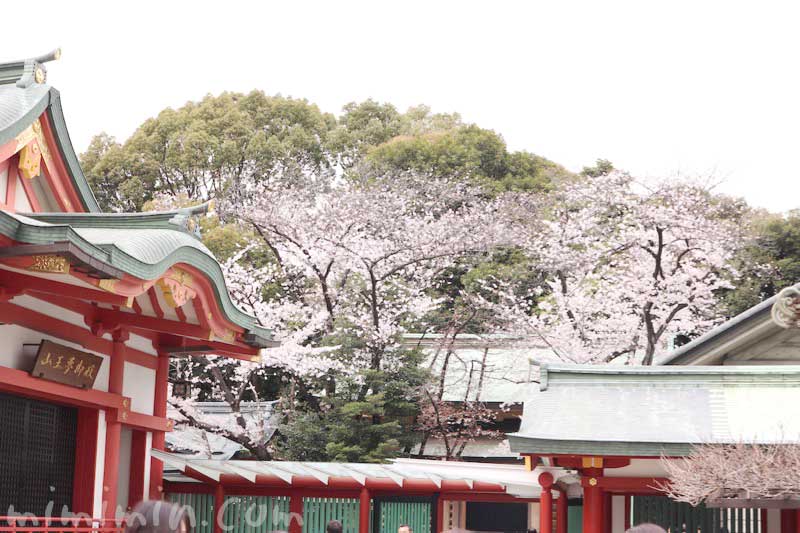 日枝神社と桜（赤坂）の写真