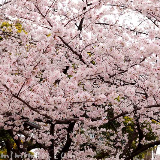 日枝神社の桜の画像