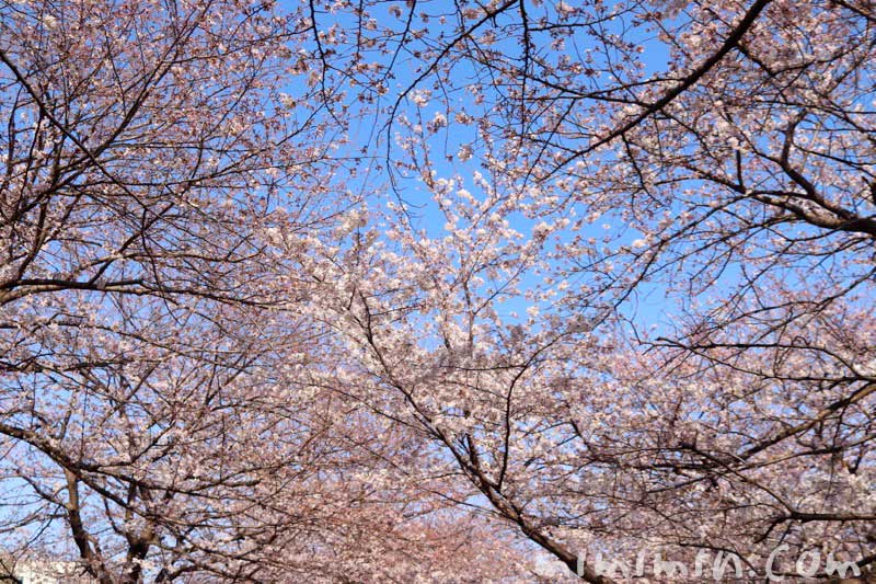 ソメイヨシノの花｜江川せせらぎ緑道