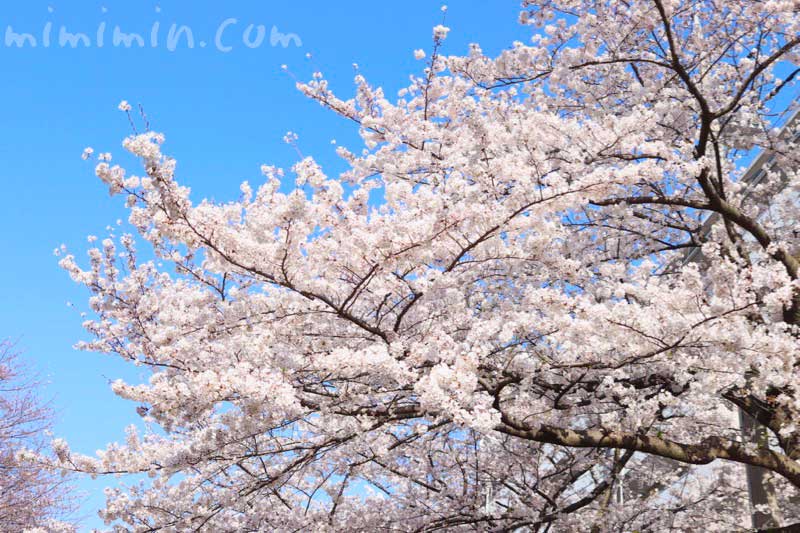 江川せせらぎ緑道のお花見の桜