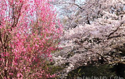 浜離宮恩賜庭園の桜と桃の画像