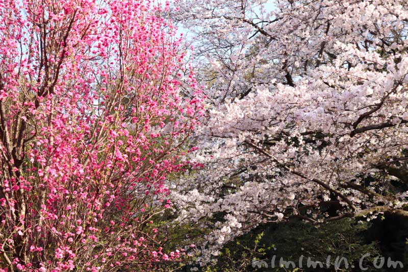 浜離宮恩賜庭園の桜と桃の画像