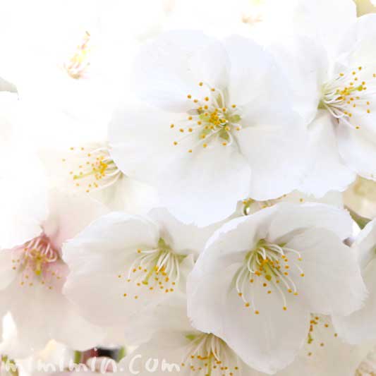 ソメイヨシノの写真｜寿命と繁殖方法・桜の花言葉と誕生花の画像