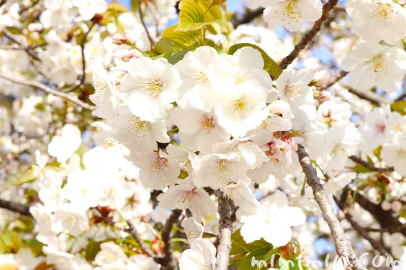 ソメイヨシノの写真｜寿命と繁殖方法・桜の花言葉と誕生花の画像