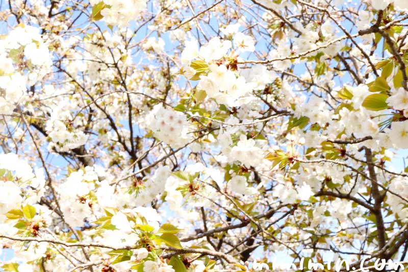 ソメイヨシノの花の写真とソメイヨシノの寿命と繁殖方法と桜の花言葉と誕生花