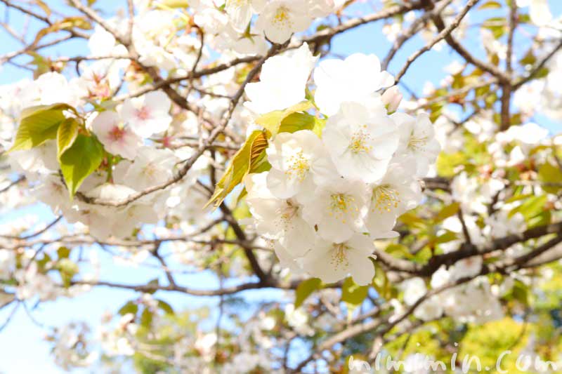 ソメイヨシノの花の写真｜寿命と繁殖方法・桜の花言葉と誕生花の画像