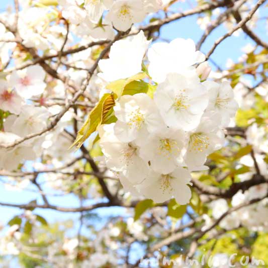 寿命 ソメイヨシノ 桜の開花宣言に使われる標準木とは？ソメイヨシノが標本木に選ばれる理由！
