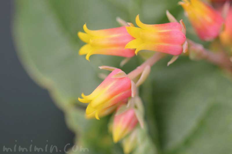 エケベリアの花の写真