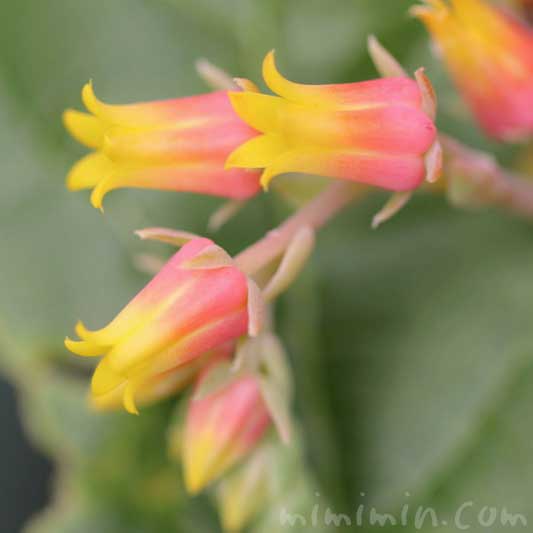 エケベリアの花の写真 花言葉 みみみんブログ