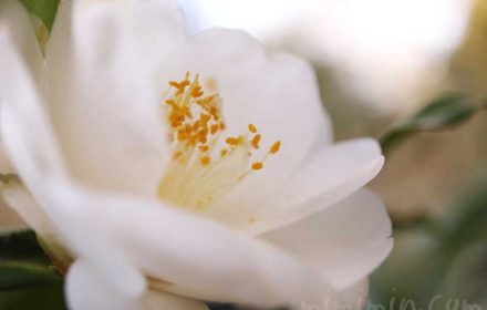 白いツバキの花の写真・花言葉の画像