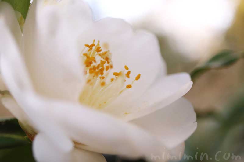 白いツバキの花の写真・花言葉の画像