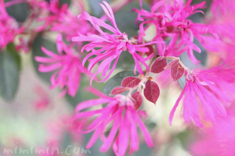 ベニバナトキワマンサクの花の画像