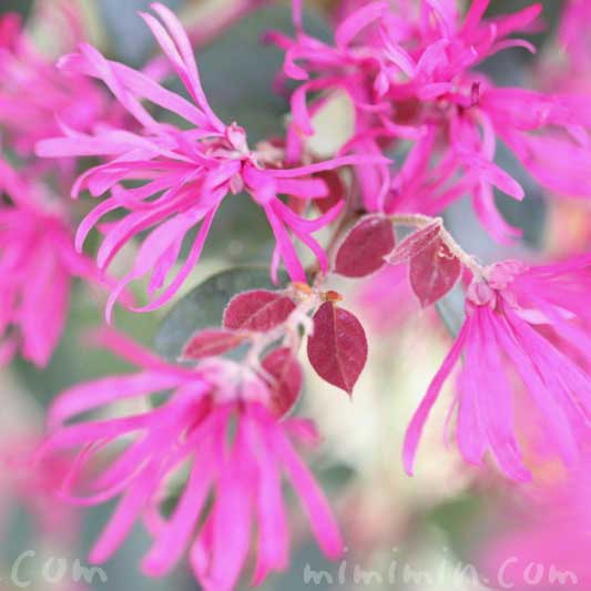 アカバナトキワマンサクの花の画像