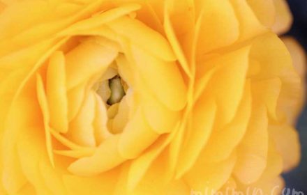 ラナンキュラスの花の写真・花言葉の画像
