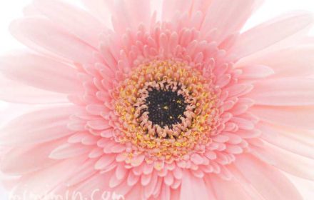 ガーベラの花｜薄いピンクの八重咲きの画像