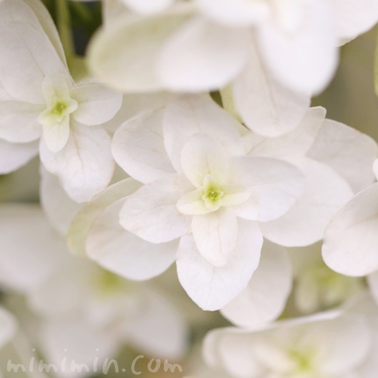 カシワバアジサイ 柏葉紫陽花 花の写真 花言葉 みみみんブログ