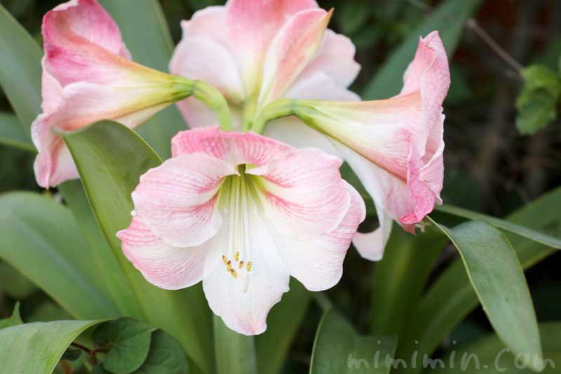 アマリリスの花の写真 花言葉 みみみんブログ