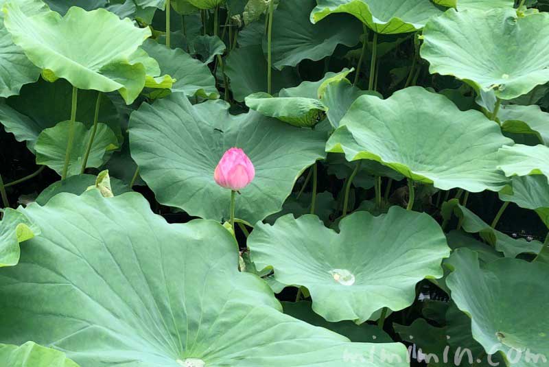 上野不忍池の蓮（ハス）の花の画像