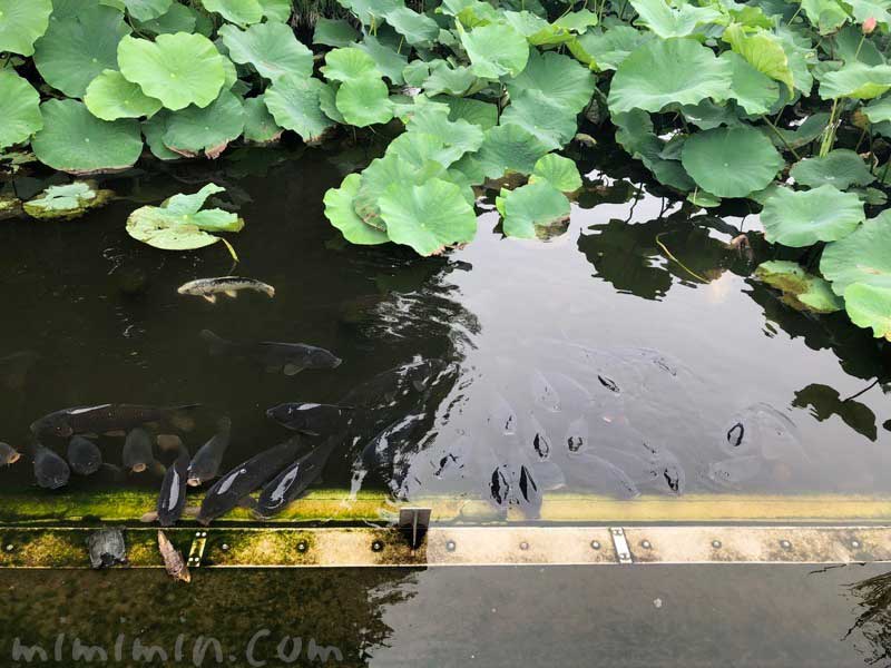 上野不忍池の鯉の画像