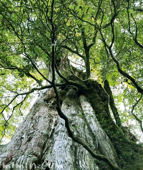 屋久島旅行｜ヤクスギランド・紀元杉・温泉「まんてん」