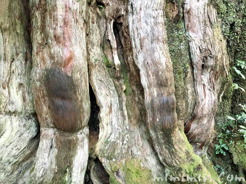 紀元杉の木の写真