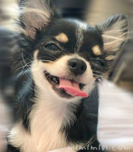 犬の笑う顔の写真
