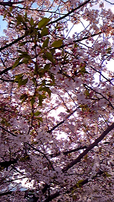 桜の通り抜けの写真