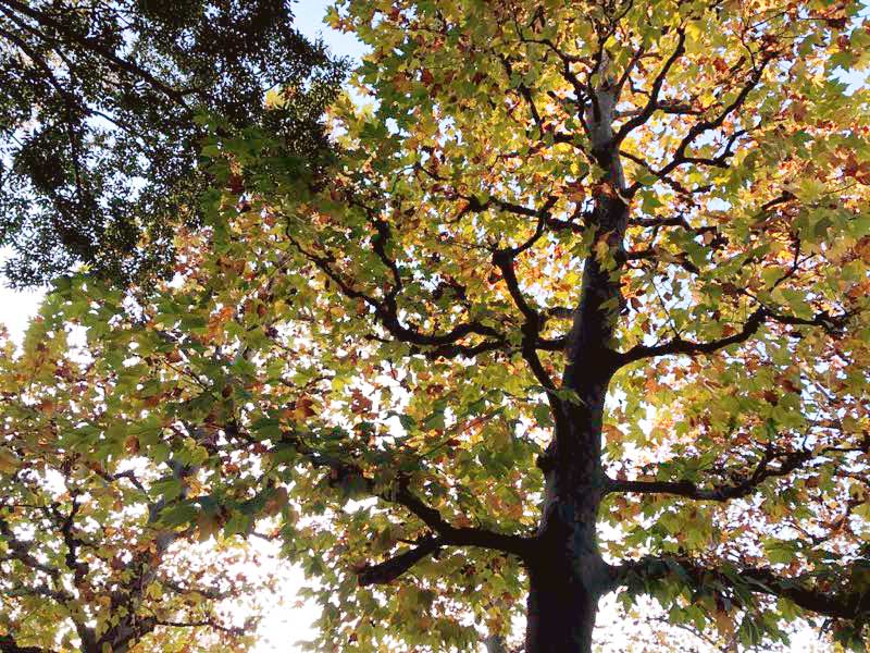 新宿御苑のプラタナスの木の紅葉の写真