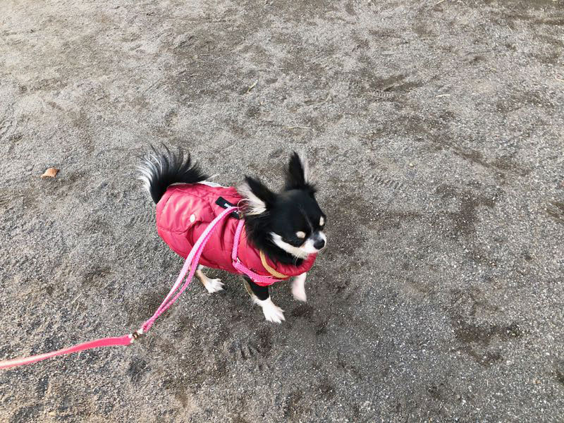 チワワのチクワちゃん、ペットパラダイスの赤い防寒着を着てお散歩の画像